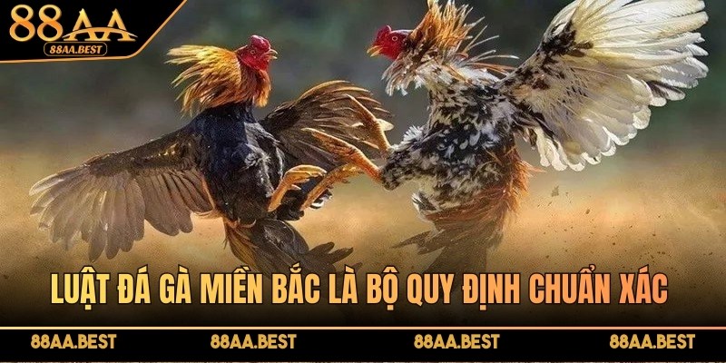 Luật Đá Gà Miền Bắc 88AA - Quy Định, Cách Chơi Và Lưu Ý 2 Luật đá gà miền Bắc là bộ quy định quan trọng trong các trận gà chọi