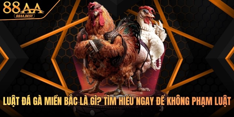 Luật Đá Gà Miền Bắc 88AA - Quy Định, Cách Chơi Và Lưu Ý 2 luật đá gà miền bắc tại 88aa