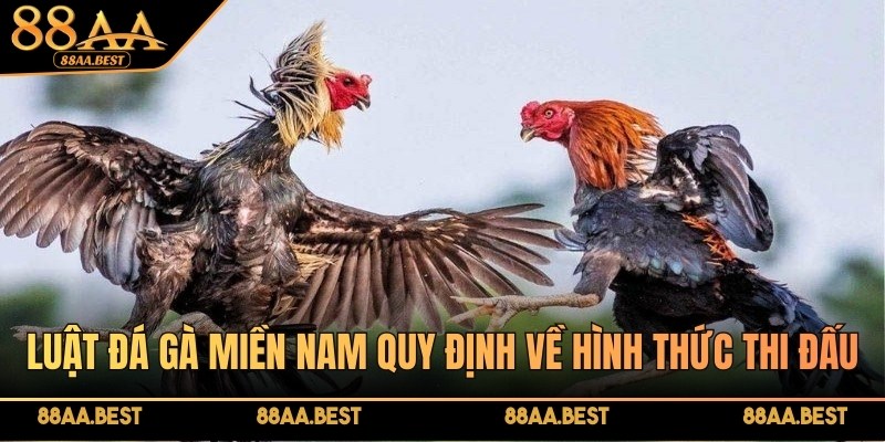 Luật đá gà miền Nam quy định chặt chẽ về các hình thức thi đấu